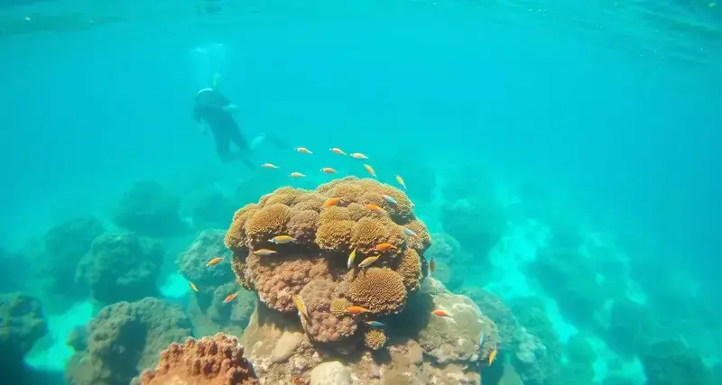 Private Cozumel Trips